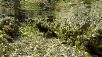 submarino de un cubierto de musgo mar con microscópico animales plancton y pequeño peces en natural ecosistema video