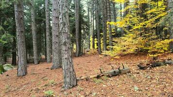 seco outono folhas em imaculado natural floresta chão video