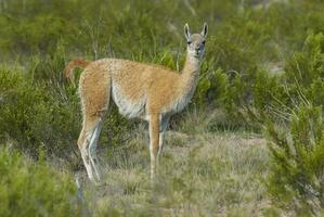 a small animal standing in the grass photo