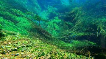 zeewier en onderwater- planten in groen bladerrijk zeegras weiden video
