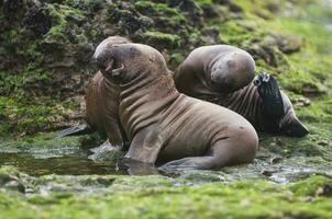 Sea lions portrait photo