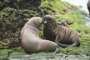 Sea lions portrait photo