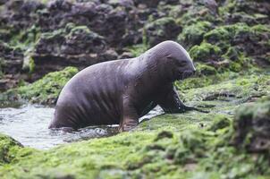 Sea lions portrait photo