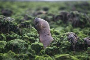 Sea lions portrait photo