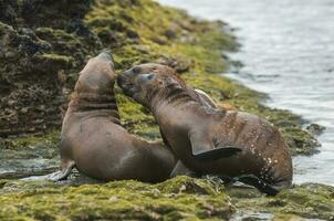 Sea lions portrait photo