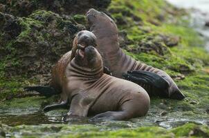 Sea lions portrait photo