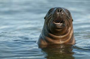 Sea lions portrait photo