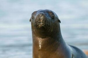 Sea lions portrait photo