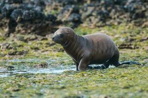 Sea lions portrait photo