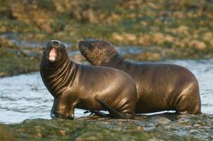 Sea lions portrait photo