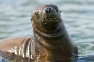 Sea lions portrait photo