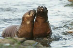 Sea lions portrait photo