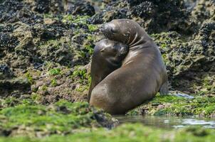 Sea lions portrait photo