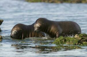 Sea lions portrait photo