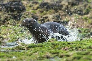 Sea lions portrait photo