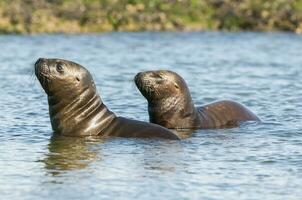 Sea lions portrait photo