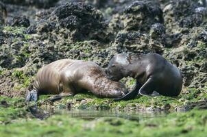 Sea lions portrait photo