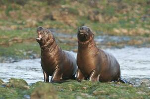 Sea lions portrait photo