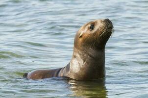 Sea lions portrait photo