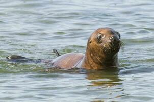 Sea lions portrait photo