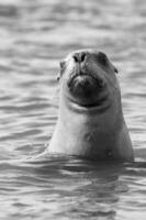 Sea lions portrait photo