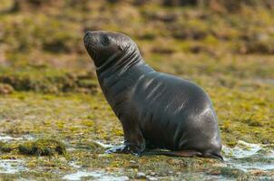 Sea lions portrait photo