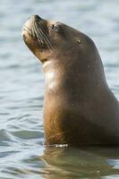 Sea lions portrait photo