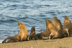 Sea lions portrait photo