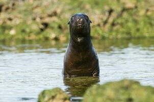 Sea lion portrait photo