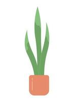 Decorative snake plant in pot semi flat colour vector object. Long leaves. Editable cartoon clip art icon on white background. Simple spot illustration for web graphic design