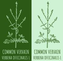 Vector drawing COMMON VERVAIN. Hand drawn illustration. The Latin name is VERBENA OFFICINALIS L.