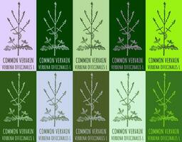 Set of vector drawing COMMON VERVAIN in various colors. Hand drawn illustration. The Latin name is VERBENA OFFICINALIS L.