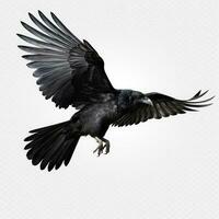 Flying black crow isolated photo