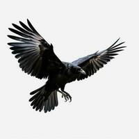 Flying black crow isolated photo