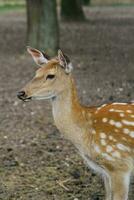 Portrait of a female deer walking in nature photo