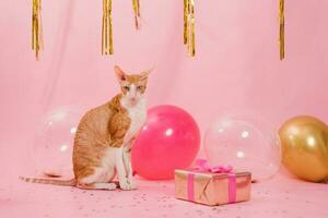 Cute ginger cat cornish rex for birthday with balloons and a gift on a pink background photo