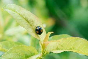 A black and yellow ladybug sits on a leaf of a garden tree photo