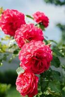 flores de un rosado alpinismo Rosa en el verano en el jardín foto