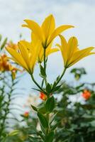 Yellow lily flowers in the summer garden photo