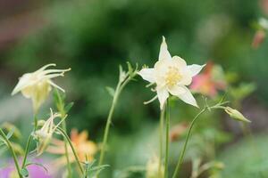 Delicate white flowers of aquilegia in summer in the garden photo