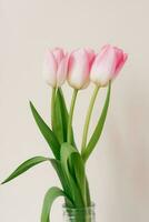 A bouquet of three pink tulips. The concept of the spring festival, Mother's day, Valentine's day, Birthday photo