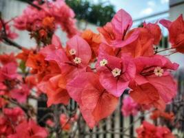 Close up bougainvillea flower, pretty blooms in the garden. Ornamental flower concept. photo