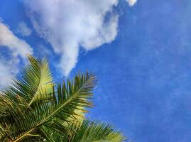 Decorative background of green leaves against blue sky. Nature concept design photo