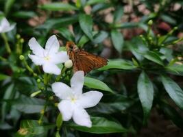 A butterfly on a white flowers. Butterfly lands on flower with green leaves background photo