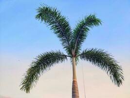 Palm tree portrait with the gradation of the morning sky. photo