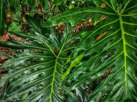 Nature background concept of green leaves. photo