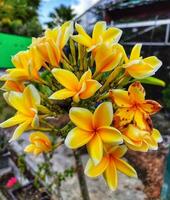 Close up yellow flower blooming in the garden. Bunga Kamboja also known by its Latin name Plumeria. photo