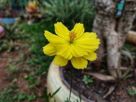 Close up of yellow flower blooming in the garden photo