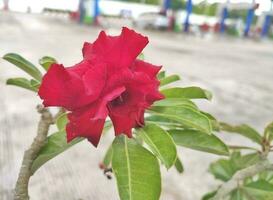 Close up red flower with green leaves photo