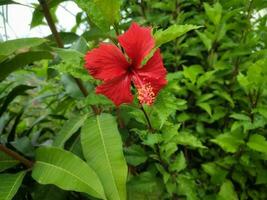 Hibiscus rosa-sinensis, called kembang sepatu, a shrub native to East Asia and is widely grown as an ornamental plant in tropical and subtropical regions. photo